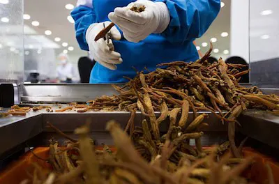 Ginseng Kurutma ve Tabletleme