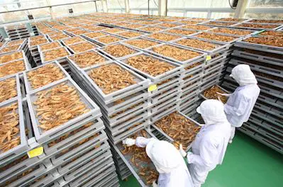 Ginseng Ayrıştırma ve Temizleme