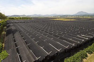 6 Yıl Boyunca Yetiştirilen Kırmızı Kore Ginsengi